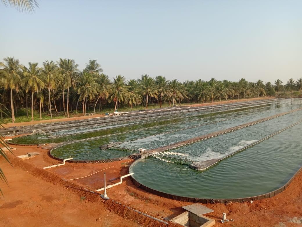 Raceway Ponds for Spirulina cultivation